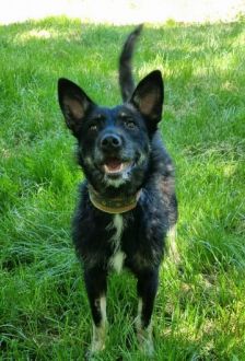 Jolie – Mischling, Weibchen, 9 Monate, 97074 Würzburg – Foto 1