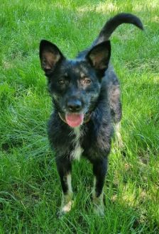 Jolie – Mischling, Weibchen, 9 Monate, 97074 Würzburg – Foto 2