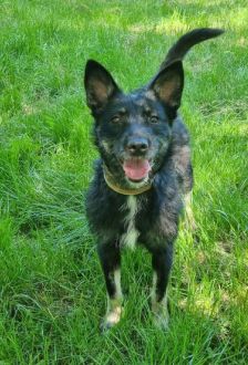Jolie – Mischling, Weibchen, 9 Monate, 97074 Würzburg – Foto 3