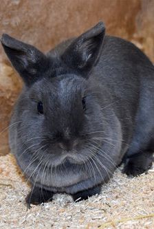 Nila – Zwergkaninchen, Weibchen, 1 Jahr, 90537 Feucht – Foto 3