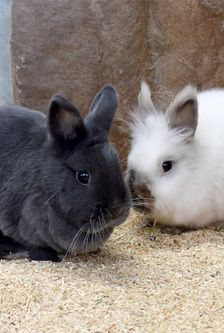 Nila – Zwergkaninchen, Weibchen, 1 Jahr, 90537 Feucht – Foto 5