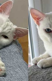 Boncuk – Angora-Mix, Männchen, 9 Monate, 82031 Grünwald – Foto 1