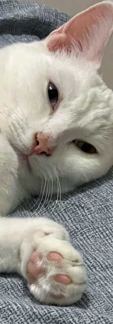 Boncuk – Angora-Mix, Männchen, 9 Monate, 82031 Grünwald – Foto 3