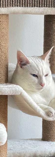 Boncuk – Angora-Mix, Männchen, 9 Monate, 82031 Grünwald – Foto 4