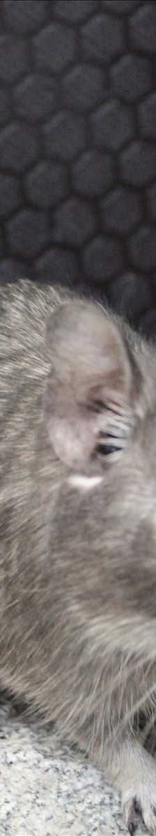 FRODOLINE – Degu, Weibchen, 4 Jahre, 81829 München – Foto 1
