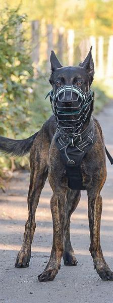 Anubis – X-Mechelaar, Männchen, 20 Monate, 45141 Essen – Foto 2