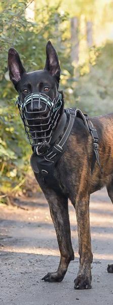 Anubis – X-Mechelaar, Männchen, 20 Monate, 45141 Essen – Foto 4
