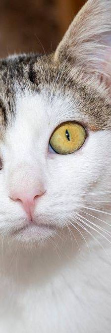 Noel – Europäisch Kurzhaar, Männchen, 4 Monate, 65520 Bad Camberg – Foto 13