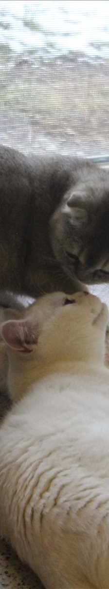 RAFFAELO – Britisch Kurzhaar, Männchen, Alter unbekannt, 81829 München – Foto 3