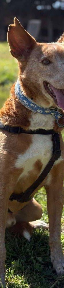 Milky – Podenco-Mischling, Männchen, 7 Jahre, 65520 Bad Camberg – Foto 29
