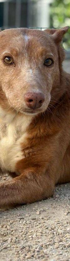 Milky – Podenco-Mischling, Männchen, 7 Jahre, 65520 Bad Camberg – Foto 9