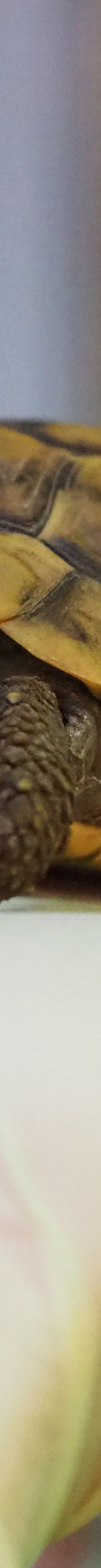 Zucchini// Mycoplasmen Positiv *Reserviert* – Griechische Landschildkröte, Unbekannt, Alter unbekannt, 50969 Köln-Zollstock – Foto 2