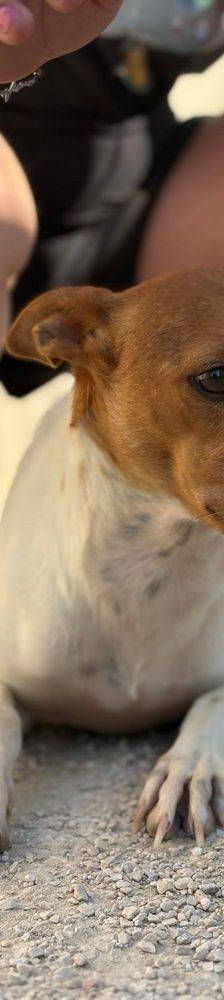 Naomi – Podenco-Mischling, Weibchen, 2 Monate, 65520 Bad Camberg – Foto 25