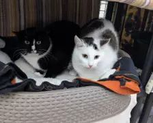 Hugo – EKH, Männchen, Alter unbekannt, 26389 Wilhelmshaven – Foto 4
