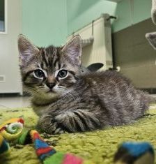 Valentin – Europäisch Kurzhaar, Männchen, Alter unbekannt, 97525 Schwebheim – Foto 1