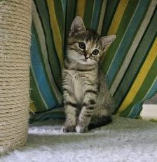Valentin – Europäisch Kurzhaar, Männchen, Alter unbekannt, 97525 Schwebheim – Foto 2