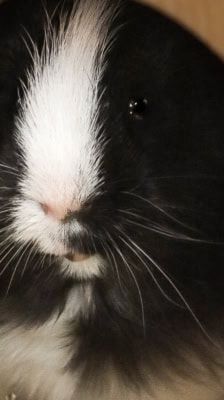 Tilly – Meerschweinchen, Weibchen, 1 Jahr, 39576 Stendal – Foto 11