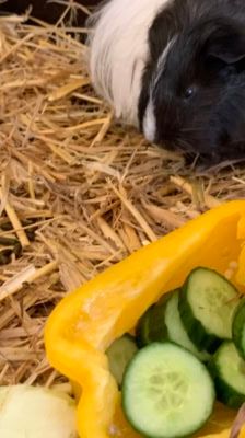 Tilly – Meerschweinchen, Weibchen, 1 Jahr, 39576 Stendal – Foto 8