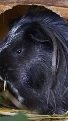 Tilly – Meerschweinchen, Weibchen, 1 Jahr, 39576 Stendal – Foto 9