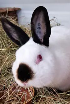 Pucki – Zwergkaninchen (Russe), Männchen, 3 Monate, 90537 Feucht – Foto 1