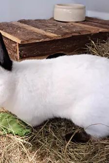 Pucki – Zwergkaninchen (Russe), Männchen, 3 Monate, 90537 Feucht – Foto 3
