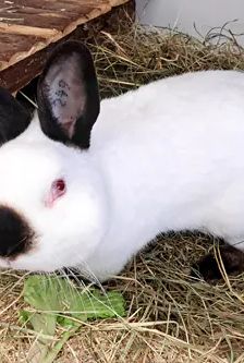 Pucki – Zwergkaninchen (Russe), Männchen, 3 Monate, 90537 Feucht – Foto 4