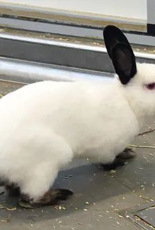 Pucki – Zwergkaninchen (Russe), Männchen, 3 Monate, 90537 Feucht – Foto 5