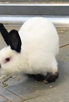 Pucki – Zwergkaninchen (Russe), Männchen, 3 Monate, 90537 Feucht – Foto 6
