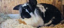 Motzi – Stallkaninchen, Weibchen, Alter unbekannt, 97525 Schwebheim – Foto 2