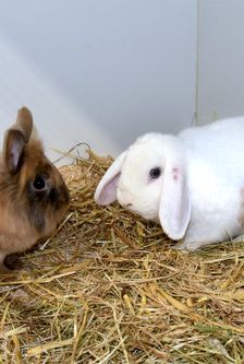Suse – Löwenkopfmix-Zwergkaninchen, Weibchen, Alter unbekannt, 90537 Feucht – Foto 1