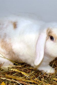 Suse – Löwenkopfmix-Zwergkaninchen, Weibchen, Alter unbekannt, 90537 Feucht – Foto 2