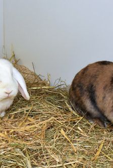 Suse – Löwenkopfmix-Zwergkaninchen, Weibchen, Alter unbekannt, 90537 Feucht – Foto 3