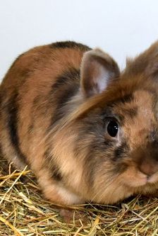 Suse – Löwenkopfmix-Zwergkaninchen, Weibchen, Alter unbekannt, 90537 Feucht – Foto 5
