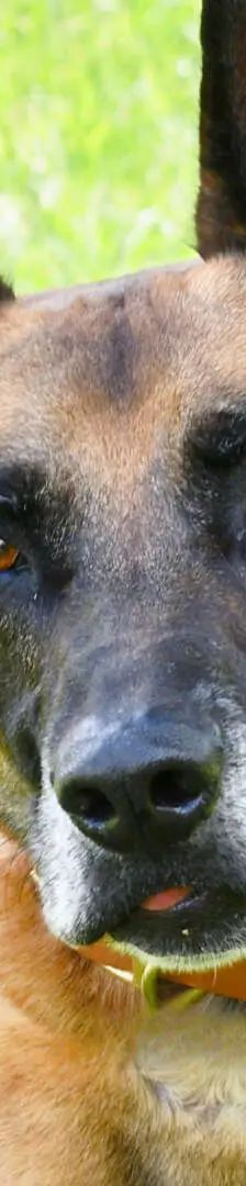 Sonic – Malinois-Ridgeback-Mix, Männchen, 3 Jahre, 13057 Berlin – Foto 1