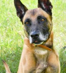 Sonic – Malinois-Ridgeback-Mix, Männchen, 3 Jahre, 13057 Berlin – Foto 2