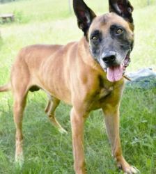 Sonic – Malinois-Ridgeback-Mix, Männchen, 3 Jahre, 13057 Berlin – Foto 3