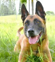 Sonic – Malinois-Ridgeback-Mix, Männchen, 3 Jahre, 13057 Berlin – Foto 4