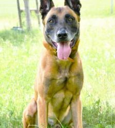 Sonic – Malinois-Ridgeback-Mix, Männchen, 3 Jahre, 13057 Berlin – Foto 5