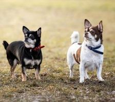 Cookie – Chihuahua, Männchen, 4 Jahre, 70195 Stuttgart-Botnang – Foto 5