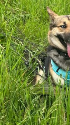 Sky – Schäferhund-Husky-Mix, Weibchen, 3 Jahre, 39576 Stendal – Foto 1