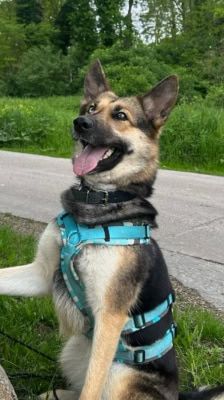 Sky – Schäferhund-Husky-Mix, Weibchen, 3 Jahre, 39576 Stendal – Foto 2