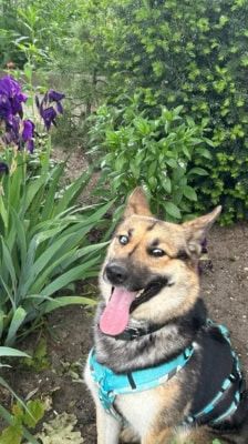 Sky – Schäferhund-Husky-Mix, Weibchen, 3 Jahre, 39576 Stendal – Foto 3