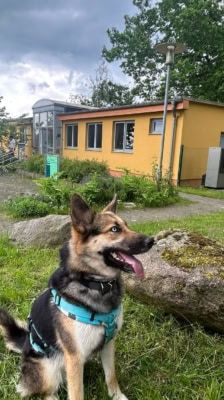 Sky – Schäferhund-Husky-Mix, Weibchen, 3 Jahre, 39576 Stendal – Foto 4