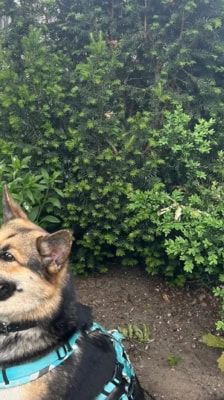Sky – Schäferhund-Husky-Mix, Weibchen, 3 Jahre, 39576 Stendal – Foto 5