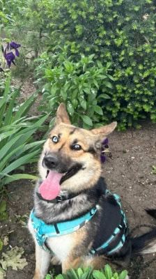 Sky – Schäferhund-Husky-Mix, Weibchen, 3 Jahre, 39576 Stendal – Foto 6