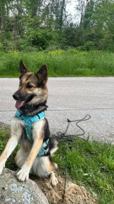 Sky – Schäferhund-Husky-Mix, Weibchen, 3 Jahre, 39576 Stendal – Foto 7