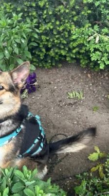 Sky – Schäferhund-Husky-Mix, Weibchen, 3 Jahre, 39576 Stendal – Foto 8