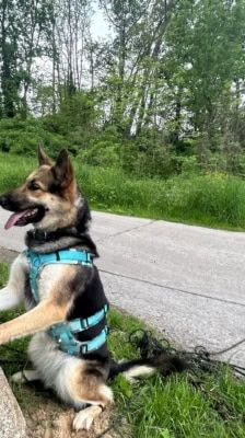Sky – Schäferhund-Husky-Mix, Weibchen, 3 Jahre, 39576 Stendal – Foto 9