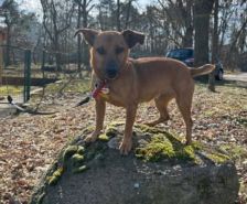 Sky – Schäferhund-Husky-Mix, Weibchen, 3 Jahre, 39576 Stendal – Foto 10