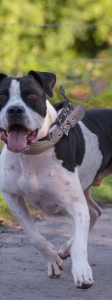 Blizzard – Mix-Boxer, Männchen, 32 Monate, 45141 Essen – Foto 2